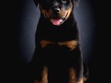 Heybetli Irk Garantili Rottweiler Yavrular