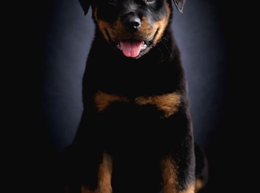 Heybetli Irk Garantili Rottweiler Yavrular görsel
