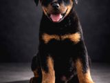 Heybetli Irk Garantili Rottweiler Yavrular