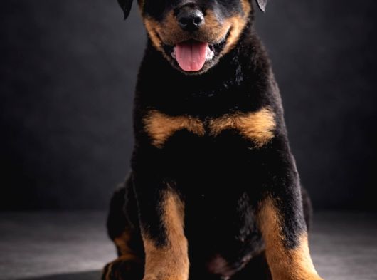Heybetli Irk Garantili Rottweiler Yavrular görsel