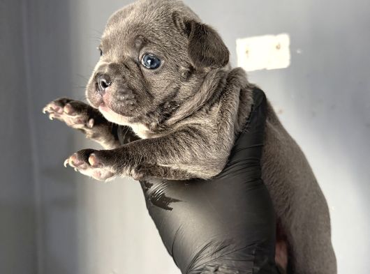 French Buldog Mi̇ni̇kler A Kali̇te görsel