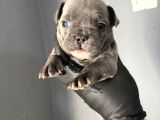 French Buldog Mi̇ni̇kler A Kali̇te