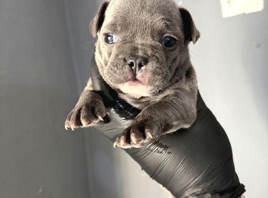French Buldog Mi̇ni̇kler A Kali̇te görsel