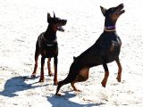 Doberman Yavrulari İstanbul