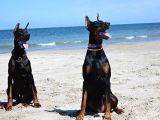 DOBERMAN YAVRULARI İSTANBUL