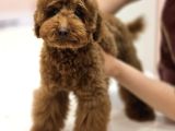 Teddy Face Red Toy Poodle Yavrularımız