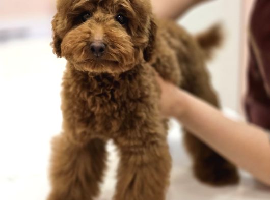 Teddy Face Red Toy Poodle Yavrularımız görsel