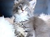 Maine Coon Safkan piyasadakilerle karıştırmayınız