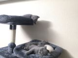 British Shorthair 2 Aylık Yavrular