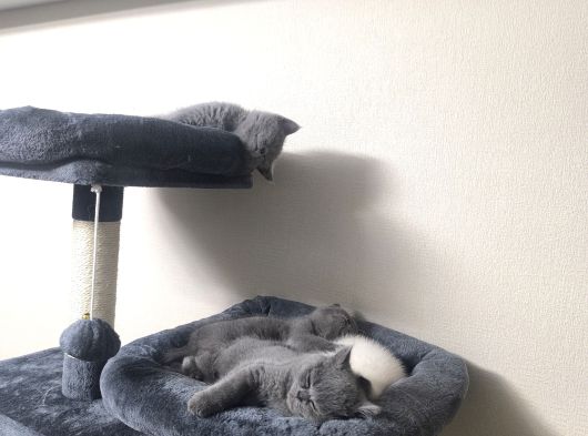 British Shorthair 2 Aylık Yavrular görsel