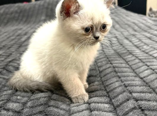 British Shorthair 2 Aylık Yavrular görsel