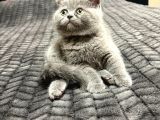 British Shorthair 2 Aylık Yavrular
