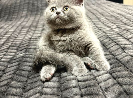 British Shorthair 2 Aylık Yavrular görsel