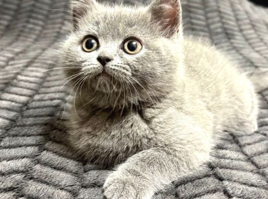 British Shorthair 2 Aylık Yavrular