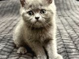 British Shorthair 2 Aylık Yavrular