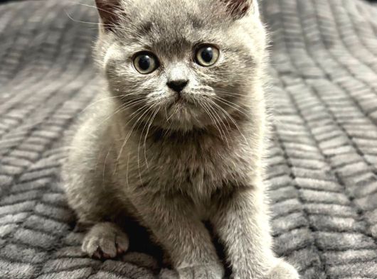 British Shorthair 2 Aylık Yavrular görsel