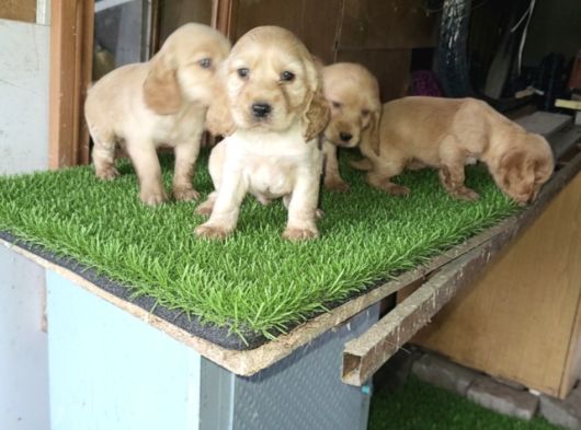 Dişi Erkek Cocker Yavrularımız Yeni Ailesini Arıyor görsel
