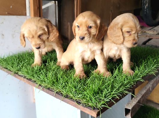 Dişi Erkek Cocker Yavrularımız Yeni Ailesini Arıyor görsel