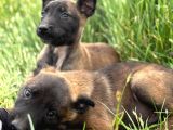 Üst Segment Malinois