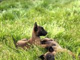 Üst Segment Malinois