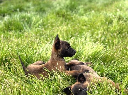 Üst Segment Malinois görsel