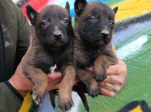 Üst Segment Malinois görsel
