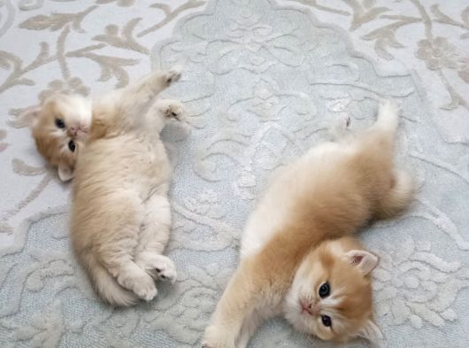 Safkan Ny12 Golden Altın İkizler görsel