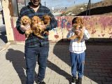 RENK RENK ORJİNAL TOY POODLE YAVRULARIMIZ GÜNCEL ANKARA