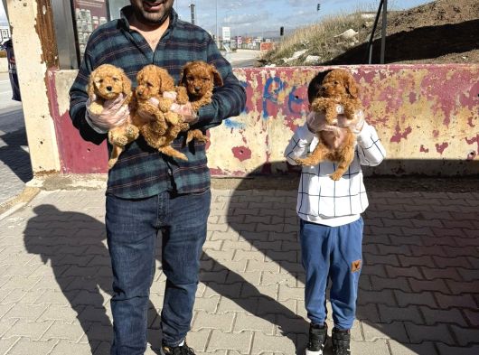 Renk Renk Orji̇nal Toy Poodle Yavrularimiz Güncel Ankara