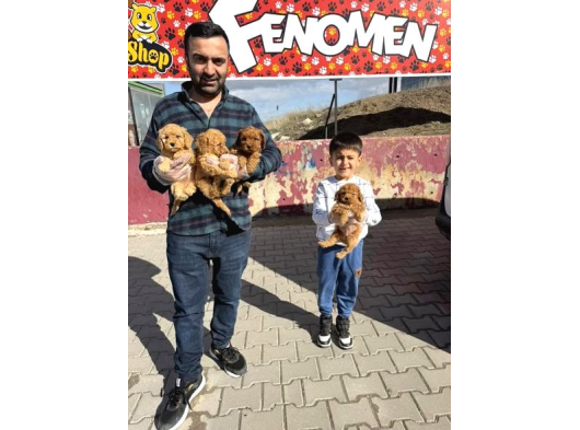 Renk Renk Orji̇nal Toy Poodle Yavrularimiz Güncel Ankara görsel