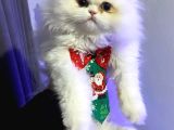 İran persian harika güzellik