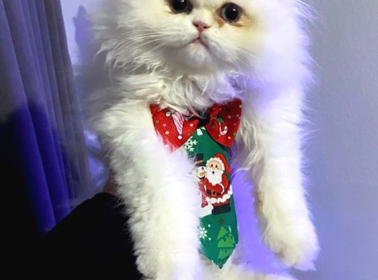 İran Persian Harika Güzellik