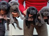 Cane Corsa Yavruları Mama Ve Malzeme Kampanyali