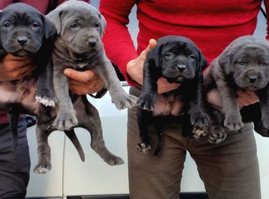 Cane Corsa Yavruları Mama Ve Malzeme Kampanyali