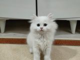 British Longhair