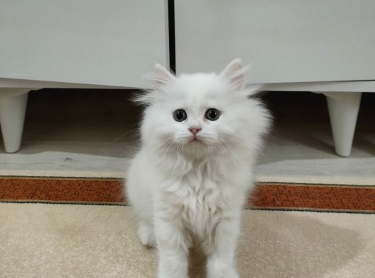 British Longhair