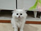 British Longhair