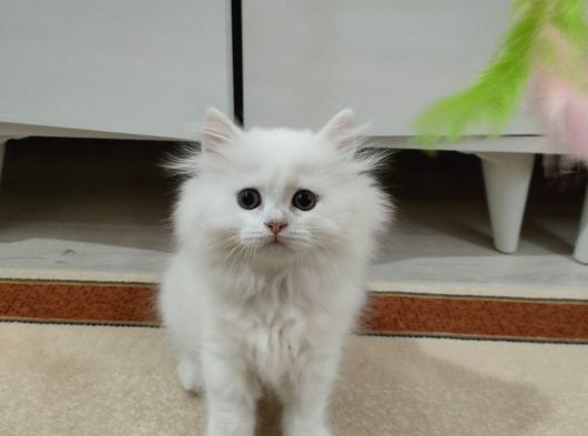 British Longhair görsel