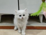 British Longhair