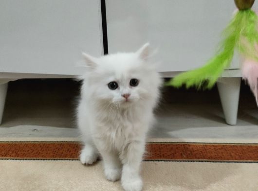 British Longhair görsel