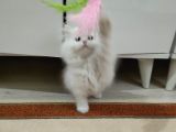 British Longhair