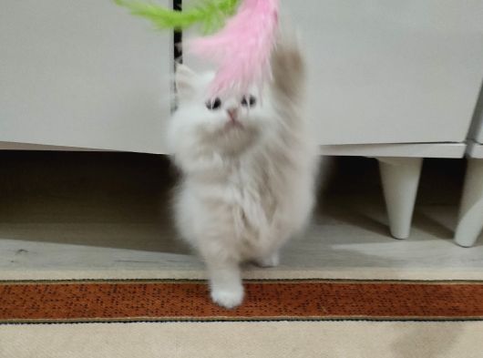 British Longhair görsel