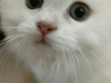 British Longhair