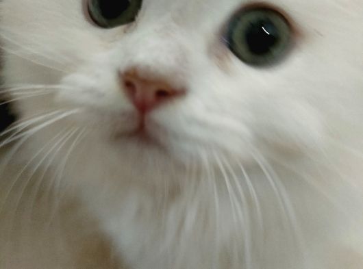 British Longhair görsel