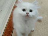 British Longhair