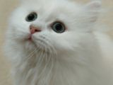 British Longhair