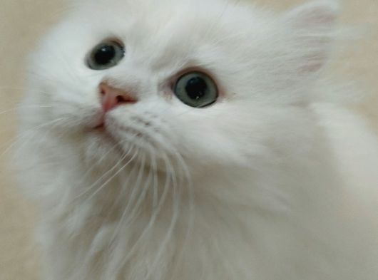 British Longhair görsel
