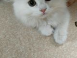 British Longhair