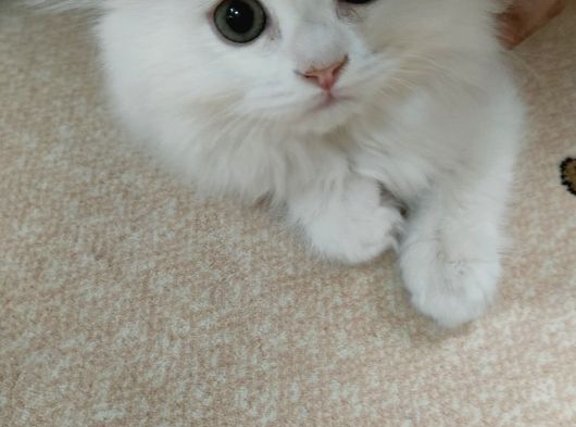 British Longhair görsel