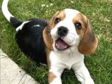 Dişi erkek oyuncu beagle bebeklerimiz